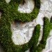 Anna Garforth, Edina Tokodi, Mosstika, Makoto Azuma, DIY, moss, green graffiti, moss graffiti, MOSS tiles, reverse graffiti, strook, green design, art, sustainable design, eco-design