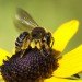 green design, eco design, sustainable design, colony collapse, bee population, bee decline, neonicotinoid, harvard University, parasitic diseases, Bulletin of Insectology