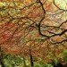 bernie obrien, seattle, tree rescue, tree rescuer, tree adoption, craigslist, rescuing trees, japanese maples, tree transplanting