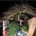 bernie obrien, seattle, tree rescue, tree rescuer, tree adoption, craigslist, rescuing trees, japanese maples, tree transplanting