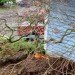 bernie obrien, seattle, tree rescue, tree rescuer, tree adoption, craigslist, rescuing trees, japanese maples, tree transplanting