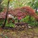 bernie obrien, seattle, tree rescue, tree rescuer, tree adoption, craigslist, rescuing trees, japanese maples, tree transplanting