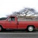 bernie obrien, seattle, tree rescue, tree rescuer, tree adoption, craigslist, rescuing trees, japanese maples, tree transplanting