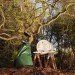bernie obrien, seattle, tree rescue, tree rescuer, tree adoption, craigslist, rescuing trees, japanese maples, tree transplanting
