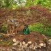 bernie obrien, seattle, tree rescue, tree rescuer, tree adoption, craigslist, rescuing trees, japanese maples, tree transplanting