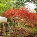 bernie obrien, seattle, tree rescue, tree rescuer, tree adoption, craigslist, rescuing trees, japanese maples, tree transplanting