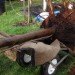 bernie obrien, seattle, tree rescue, tree rescuer, tree adoption, craigslist, rescuing trees, japanese maples, tree transplanting