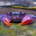 palawan ecosystem, purple crab, insualmon crab, bright crab, freshwater sealife