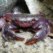 palawan ecosystem, red crab, insualmon crab, bright crab, freshwater sealife