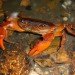 palawan ecosystem, orange crab, insualmon crab, bright crab, freshwater sealife