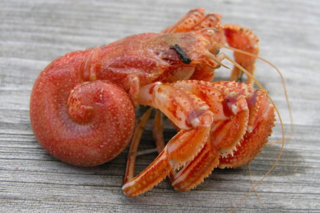 Hermit Crab, Soft Crustacean, Pagurus bernhardus, Harry Hermit Crab, Hermit Lego
