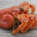 Hermit Crab, Soft Crustacean, Pagurus bernhardus, Harry Hermit Crab, Hermit Lego