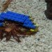 legoland windsor, henry crab, hermit crab, lego shell, lego home