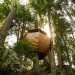 Joel Allen, treehouses, Hemloft, green design, sustainable design, Whistler, BC, eco-design, recycled materials, Craigslist, social media, forest, Canada, architecture, green design