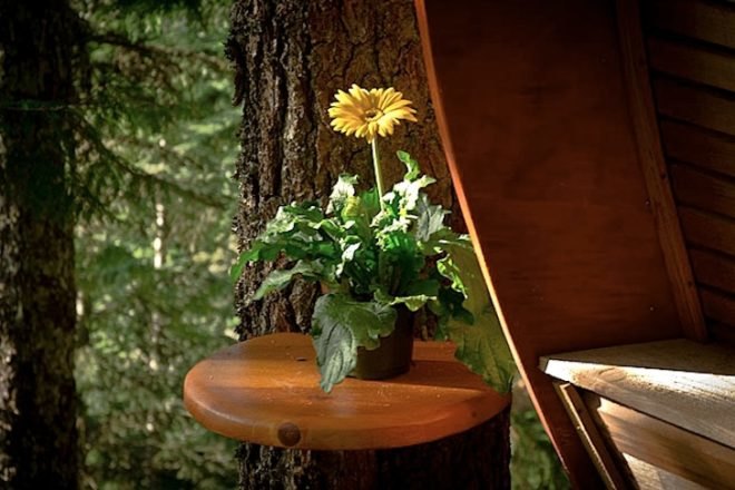 Joel Allen, treehouses, Hemloft, green design, sustainable design, Whistler, BC, eco-design, recycled materials, Craigslist, social media, forest, Canada, architecture, green design