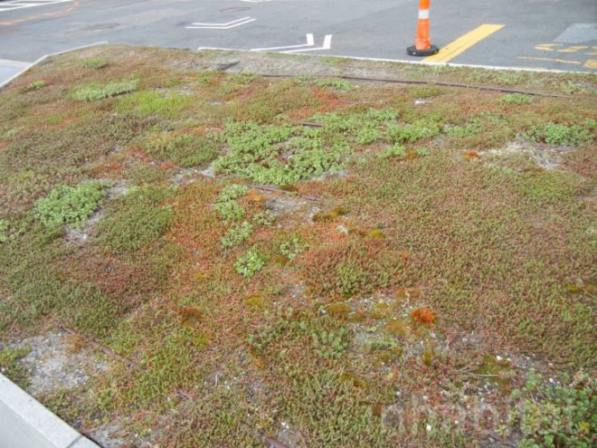 Irish Hunger Memorial, green roof, green roofs ny, green roofs in new york, irish memorial, irish famine, famine memorial, sustainable design, irish famine memorial