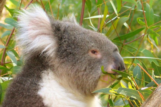koala, zoo conservation, koala preservation, eucalypt tree, koala australia