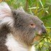 koala, zoo conservation, koala preservation, eucalypt tree, koala australia