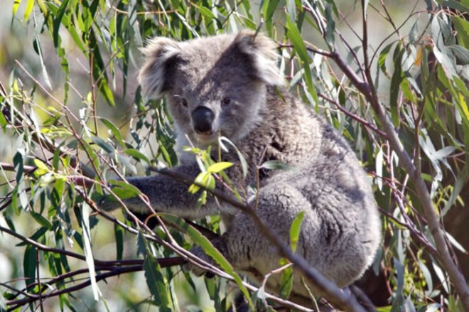 koala, zoo conservation, koala preservation, eucalypt tree, koala australia