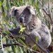 koala, zoo conservation, koala preservation, eucalypt tree, koala australia
