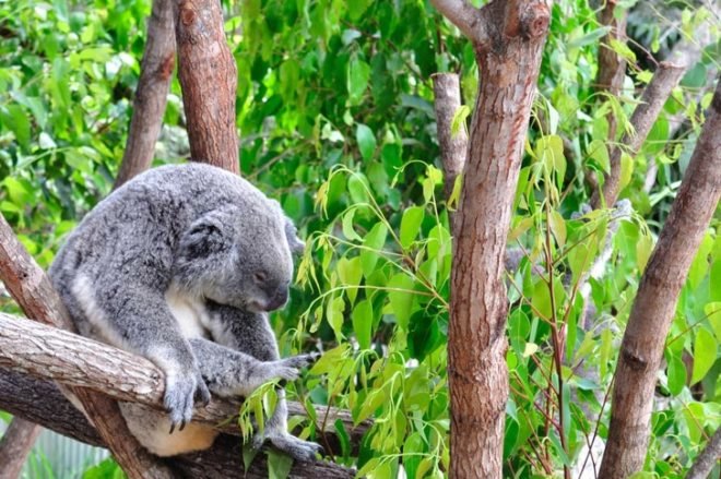 koala, zoo conservation, koala preservation, eucalypt tree, koala australia