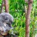 koala, zoo conservation, koala preservation, eucalypt tree, koala australia