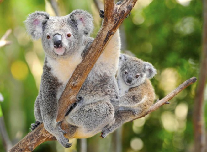 koala, koala joey, koala preservation, eucalypt tree, koala australia