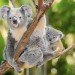 koala, koala joey, koala preservation, eucalypt tree, koala australia