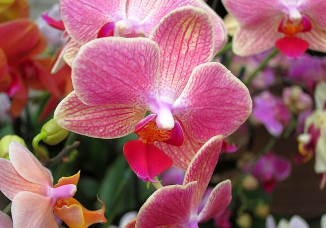 botanical, New York Botanical Garden, Orchid Show, Enid A. Haupt Conservatory, Patrick Blanc, Vertical garden, Living Wall
