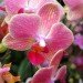 botanical, New York Botanical Garden, Orchid Show, Enid A. Haupt Conservatory, Patrick Blanc, Vertical garden, Living Wall