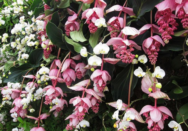 botanical, New York Botanical Garden, Orchid Show, Enid A. Haupt Conservatory, Patrick Blanc, Vertical garden, Living Wall