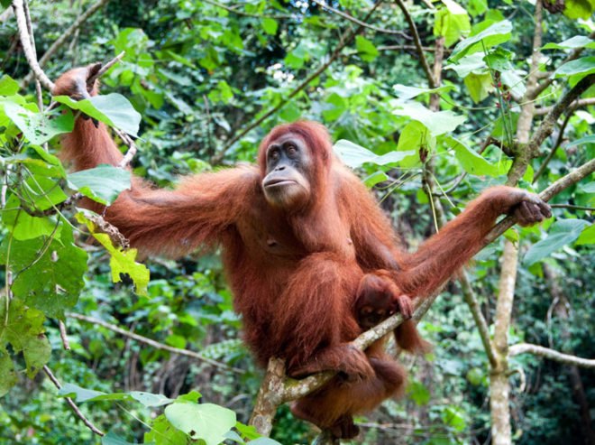 university manchester orangutan, Dr. Roland Ennos, Adam van Casteren, green design, orangutan architects, orangutan nest, orangutan manchester, orangutan design, orangutan nest construction, orangutan ennos study, orangutan ennos