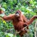 university manchester orangutan, Dr. Roland Ennos, Adam van Casteren, green design, orangutan architects, orangutan nest, orangutan manchester, orangutan design, orangutan nest construction, orangutan ennos study, orangutan ennos