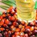 palm oil, deforestation indonesia, peat lands, peat drainage, farming environment