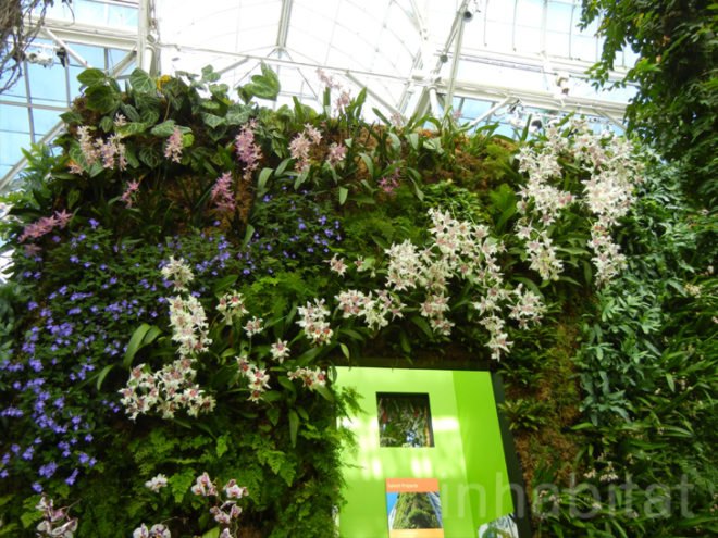 botanical, eco design, Enid A. Haupt Conservatory, green design, living wall, New York Botanical Garden, orchid show, patrick blanc, patrick blanc vertical gardens, sustainable design, vertical garden, vertical gardens, orchids, orchid show, nybg, green wall