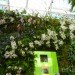 botanical, eco design, Enid A. Haupt Conservatory, green design, living wall, New York Botanical Garden, orchid show, patrick blanc, patrick blanc vertical gardens, sustainable design, vertical garden, vertical gardens, orchids, orchid show, nybg, green wall