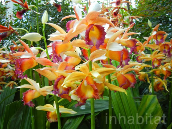 botanical, eco design, Enid A. Haupt Conservatory, green design, living wall, New York Botanical Garden, orchid show, patrick blanc, patrick blanc vertical gardens, sustainable design, vertical garden, vertical gardens, orchids, orchid show, nybg, green wall