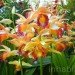 botanical, eco design, Enid A. Haupt Conservatory, green design, living wall, New York Botanical Garden, orchid show, patrick blanc, patrick blanc vertical gardens, sustainable design, vertical garden, vertical gardens, orchids, orchid show, nybg, green wall