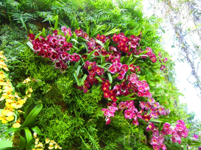 botanical, eco design, Enid A. Haupt Conservatory, green design, living wall, New York Botanical Garden, orchid show, patrick blanc, patrick blanc vertical gardens, sustainable design, vertical garden, vertical gardens, orchids, orchid show, nybg, green wall