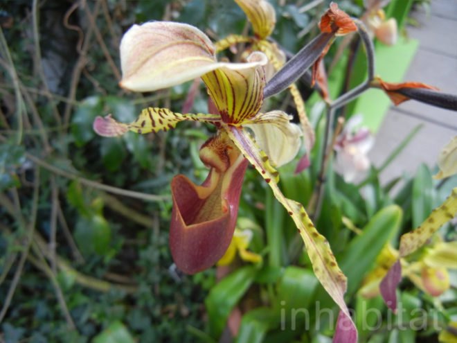 botanical, eco design, Enid A. Haupt Conservatory, green design, living wall, New York Botanical Garden, orchid show, patrick blanc, patrick blanc vertical gardens, sustainable design, vertical garden, vertical gardens, orchids, orchid show, nybg, green wall