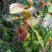 botanical, eco design, Enid A. Haupt Conservatory, green design, living wall, New York Botanical Garden, orchid show, patrick blanc, patrick blanc vertical gardens, sustainable design, vertical garden, vertical gardens, orchids, orchid show, nybg, green wall