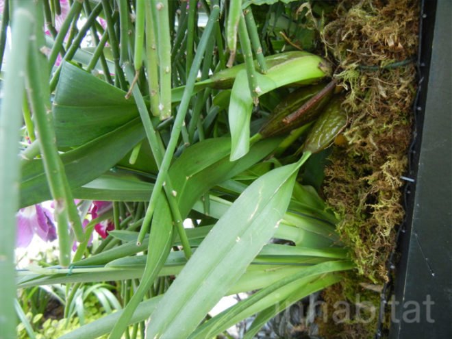 botanical, eco design, Enid A. Haupt Conservatory, green design, living wall, New York Botanical Garden, orchid show, patrick blanc, patrick blanc vertical gardens, sustainable design, vertical garden, vertical gardens, orchids, orchid show, nybg, green wall