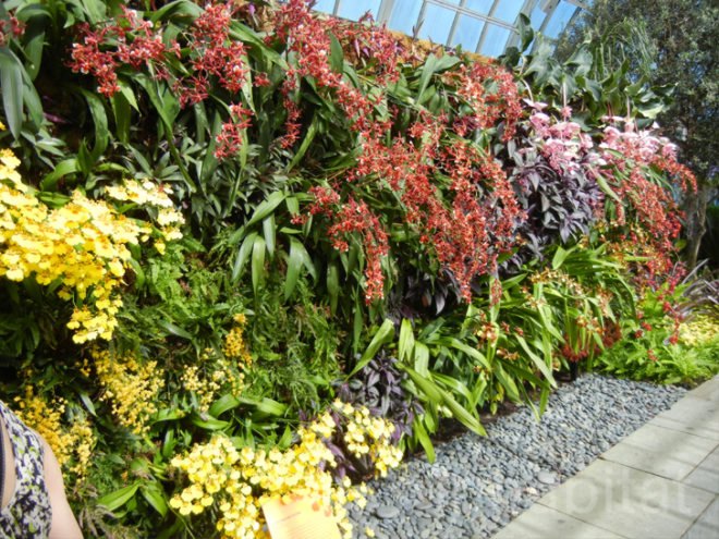 botanical, eco design, Enid A. Haupt Conservatory, green design, living wall, New York Botanical Garden, orchid show, patrick blanc, patrick blanc vertical gardens, sustainable design, vertical garden, vertical gardens, orchids, orchid show, nybg, green wall