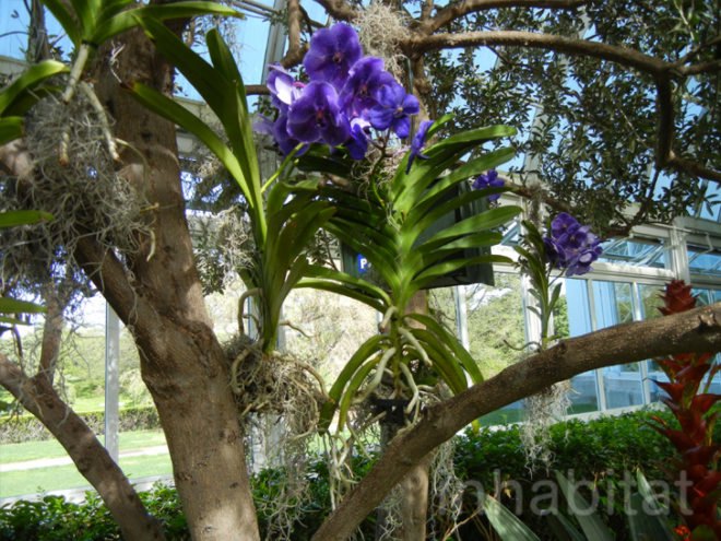 botanical, eco design, Enid A. Haupt Conservatory, green design, living wall, New York Botanical Garden, orchid show, patrick blanc, patrick blanc vertical gardens, sustainable design, vertical garden, vertical gardens, orchids, orchid show, nybg, green wall