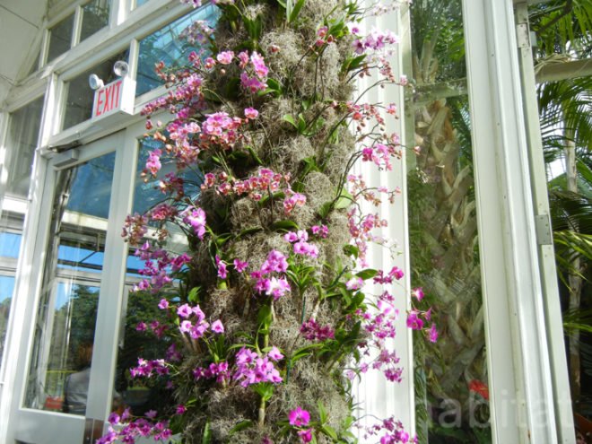 botanical, eco design, Enid A. Haupt Conservatory, green design, living wall, New York Botanical Garden, orchid show, patrick blanc, patrick blanc vertical gardens, sustainable design, vertical garden, vertical gardens, orchids, orchid show, nybg, green wall