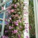 botanical, eco design, Enid A. Haupt Conservatory, green design, living wall, New York Botanical Garden, orchid show, patrick blanc, patrick blanc vertical gardens, sustainable design, vertical garden, vertical gardens, orchids, orchid show, nybg, green wall