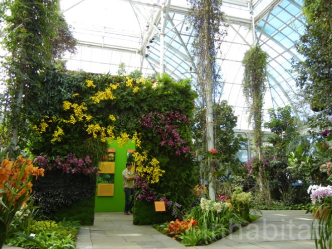 botanical, eco design, Enid A. Haupt Conservatory, green design, living wall, New York Botanical Garden, orchid show, patrick blanc, patrick blanc vertical gardens, sustainable design, vertical garden, vertical gardens, orchids, orchid show, nybg, green wall