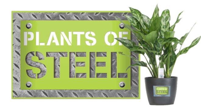 6 Hard to Kill Plants for the Recovering Brown Thumb, plants of steel, houseplants, hard to kill houseplants, hard to kill plants, plants that live a long time, low maintenance plants, easy to care for plants, costa farms, urban gardening, gardening, plants, plants that are hard to kill, what plants are hard to kill