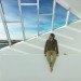artists studio, natural light, todd saunders, light filled room, fogo island, tower studio, newfoundland canada