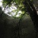 Silo trees, silos, trees, abandoned silos, farms, tree growing in silo
